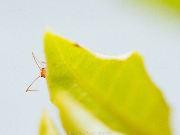 《好奇的小蚂蚁》奥林巴斯OM-D E-M1 60mm f/2.8 1/320s ISO200