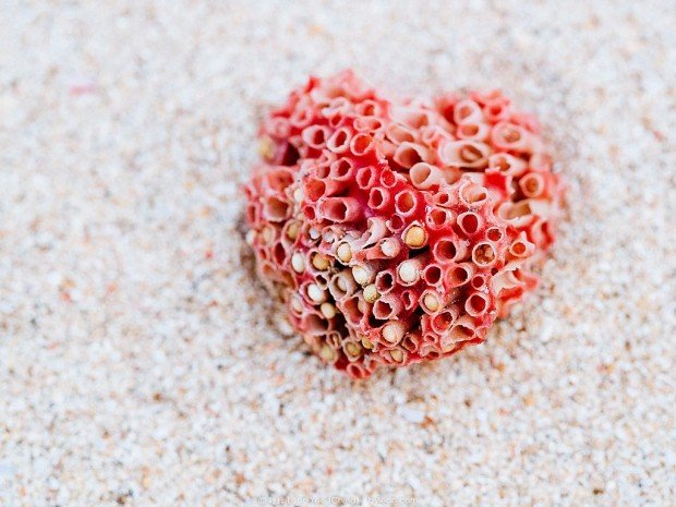 《沙滩上的红珊瑚》奥林巴斯OM-D E-M1 60mm f/4.5 1/600s ISO200