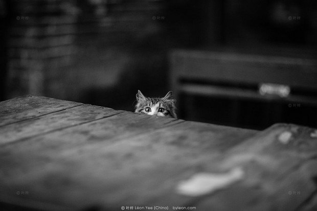 黑白摄影：探出头来的猫