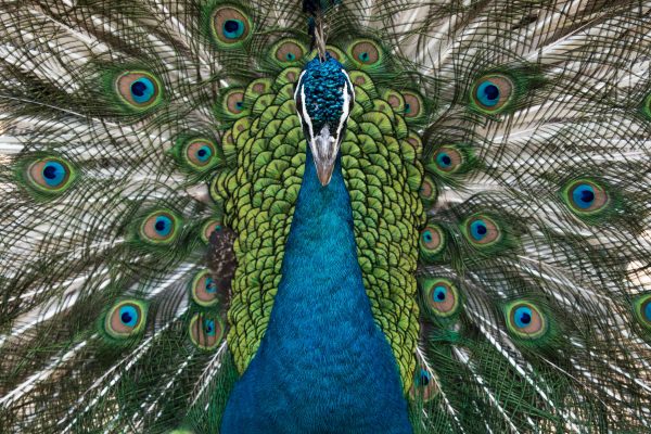 Peacock 孔雀